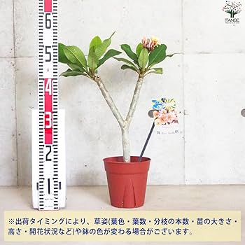 【みるきぃ】プルメリア 苗木 Amazon.co.jp: プルメリア苗木 品種：ポプリ 5号鉢 【品種で